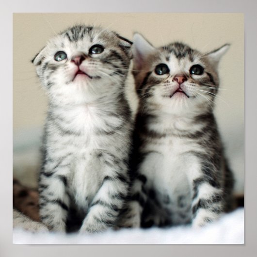 Twee Cute Kittens Poster (Voorkant)