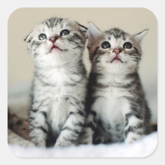 Twee Cute Kittens Vierkante Sticker (Voorkant)