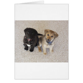 Twee Cute Labrador-Puppies