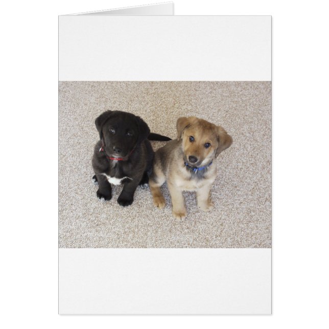 Twee Cute Labrador-Puppies (Voorkant)