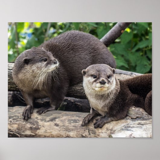 Twee Cute Otters | Otter Poster (Voorkant)