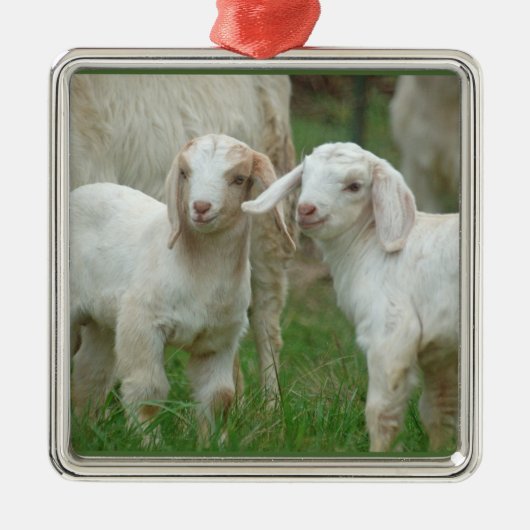 Twee Cute White Baby geiten Metalen Ornament (Voorkant)