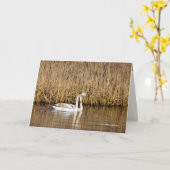 Twee Cygnets Late herfst Kaart (Gele Bloem)