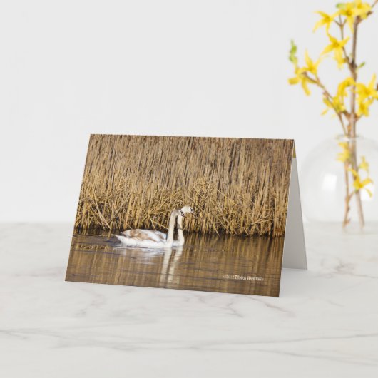 Twee Cygnets Late herfst Kaart (Gele Bloem)