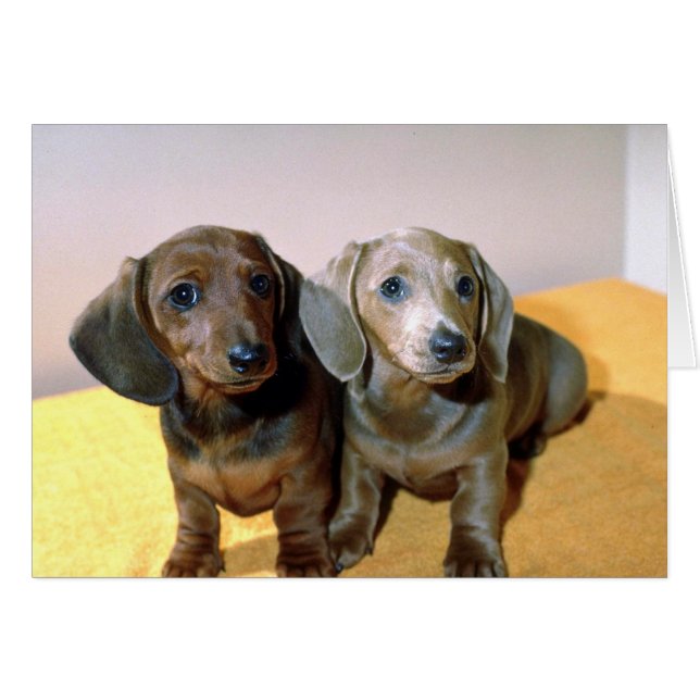 Twee Dachshund-pups (Voorkant Horizontaal)