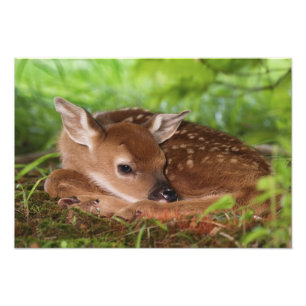 Twee dagen oude baby witstaarthert, Kentucky. Foto Afdruk