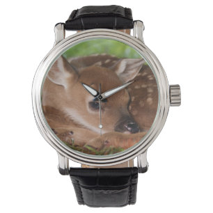 Twee dagen oude baby witstaarthert, Kentucky. Horloge