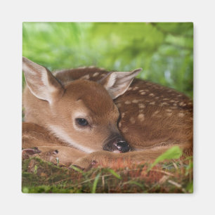 Twee dagen oude baby witstaarthert, Kentucky. Magneet
