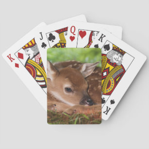 Twee dagen oude baby witstaarthert, Kentucky. Pokerkaarten