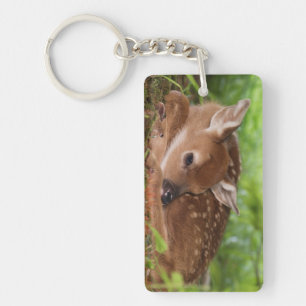Twee dagen oude baby witstaarthert, Kentucky. Sleutelhanger