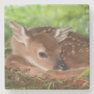 Twee dagen oude baby witstaarthert, Kentucky. Stenen Onderzetter