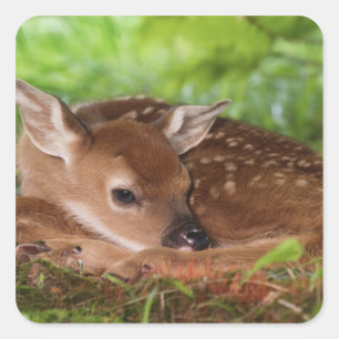 Twee dagen oude baby witstaarthert, Kentucky. Vierkante Sticker