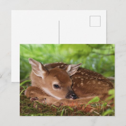 Twee dagen oude Witstaartdij baby, Kentucky. Briefkaart (Voorkant / Achterkant)