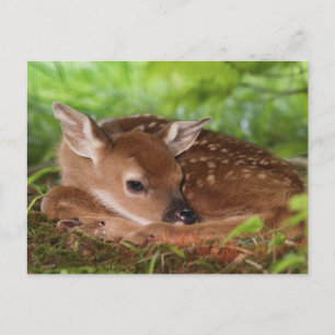 Twee dagen oude Witstaartdij baby, Kentucky. Briefkaart