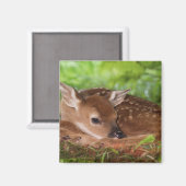 Twee dagen oude Witstaartdij baby, Kentucky. Magneet (Voorkant / Achterkant)