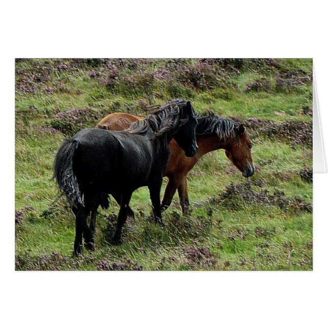 Twee dartmoor-ponies die in de hemel zwerven (Voorkant Horizontaal)
