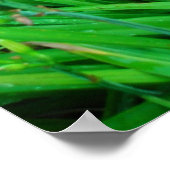 Twee Daylileugens en Artemesia Poster (Hoek)