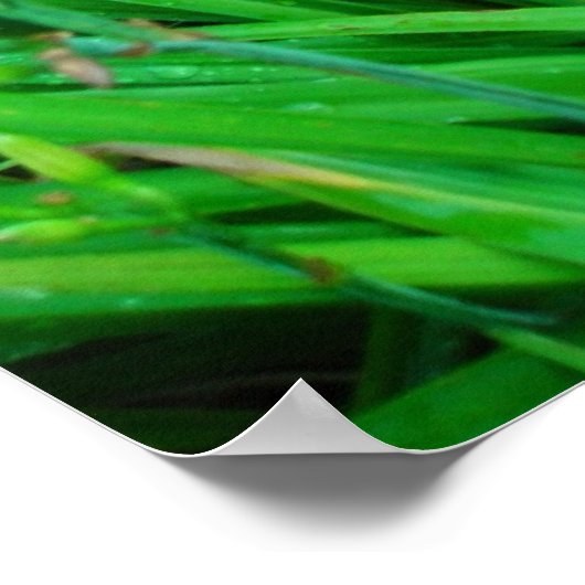 Twee Daylileugens en Artemesia Poster (Hoek)