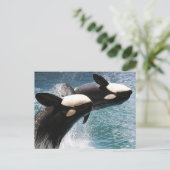 Twee dodelijke walvissen springen uit het water briefkaart (Staand voorkant)