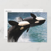 Twee dodelijke walvissen springen uit het water briefkaart (Voorkant / Achterkant)