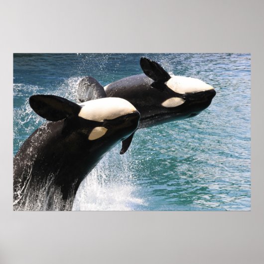 Twee dodelijke walvissen springen uit het water poster (Voorkant)