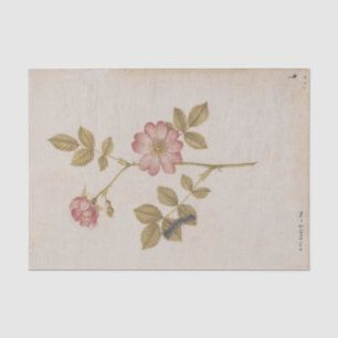 Twee Dog-Rozen en een Lackey Moth Caterstyle Tissuepapier