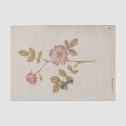 Twee Dog-Rozen en een Lackey Moth Caterstyle Tissuepapier (Voorkant)