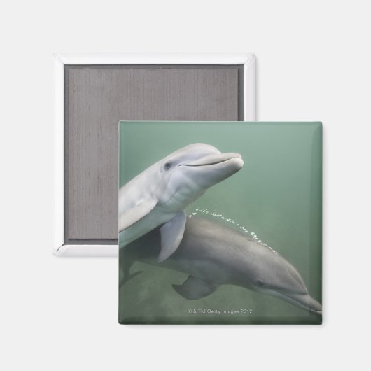 Twee Dolfijnen onder water Magneet (Voorkant / Achterkant)