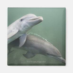 Twee Dolfijnen onder water Magneet