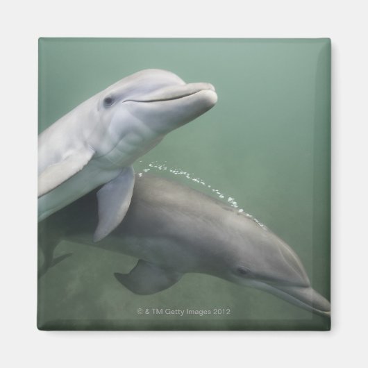 Twee Dolfijnen onder water Magneet (Voorkant)