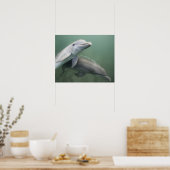 Twee Dolfijnen onder water Poster (Keuken)