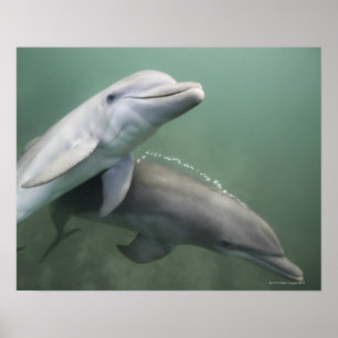Twee Dolfijnen onder water Poster