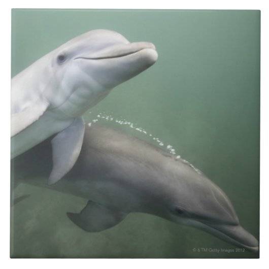 Twee Dolfijnen onder water Tegeltje (Voorkant)