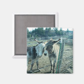 Twee Donkeys Magneet (Voorkant / Achterkant)