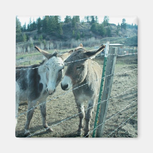 Twee Donkeys Magneet (Voorkant)