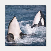 Twee doodwalvissen magneet (Voorkant)