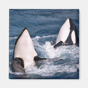 Twee doodwalvissen magneet