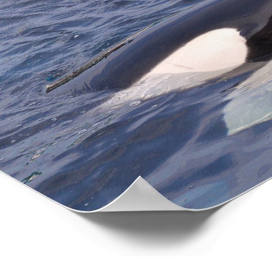 Twee doodwalvissen poster (Hoek)