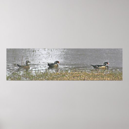 Twee Drake en een Hen Wood Duck Poster (Voorkant)