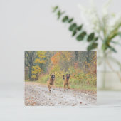 Twee Duitse herders in de herfst Briefkaart (Staand voorkant)