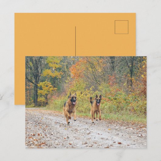 Twee Duitse herders in de herfst Briefkaart (Voorkant / Achterkant)
