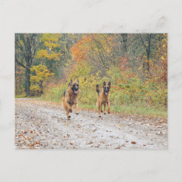 Twee Duitse herders in de herfst Briefkaart