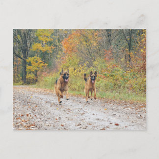 Twee Duitse herders in de herfst Briefkaart