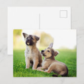 Twee Duitse Puppies van Shepherd Briefkaart (Voorkant / Achterkant)