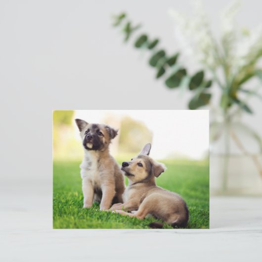 Twee Duitse Puppies van Shepherd Briefkaart (Staand voorkant)