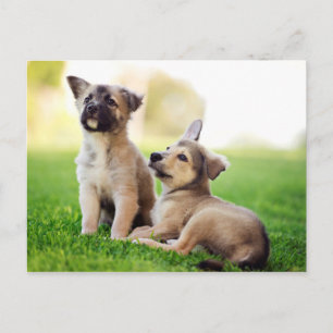 Twee Duitse Puppies van Shepherd Briefkaart