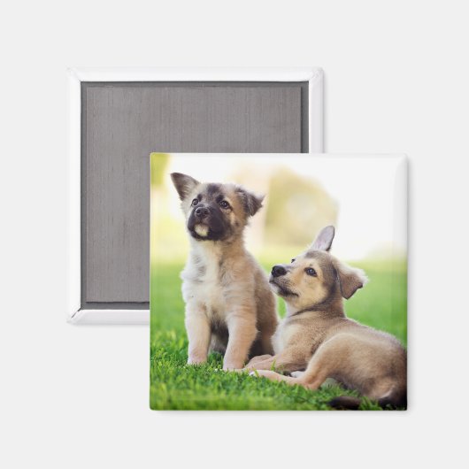 Twee Duitse Puppies van Shepherd Magneet (Voorkant / Achterkant)