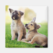 Twee Duitse Puppies van Shepherd Magneet (Voorkant)