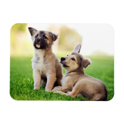 Twee Duitse Puppies van Shepherd Magneet (Horizontaal)