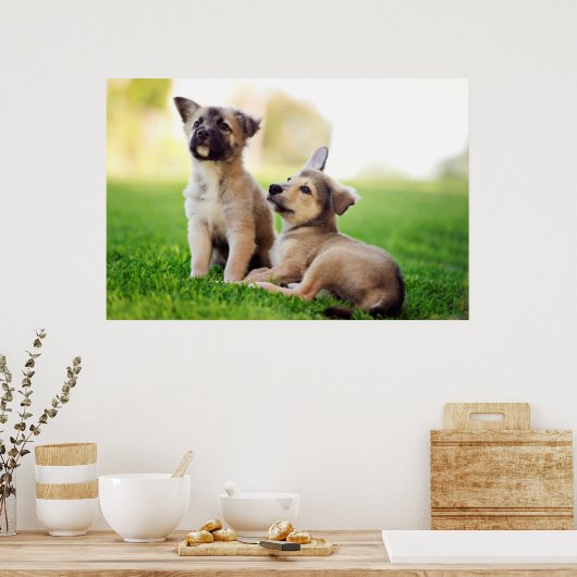 Twee Duitse Puppies van Shepherd Poster (Keuken)